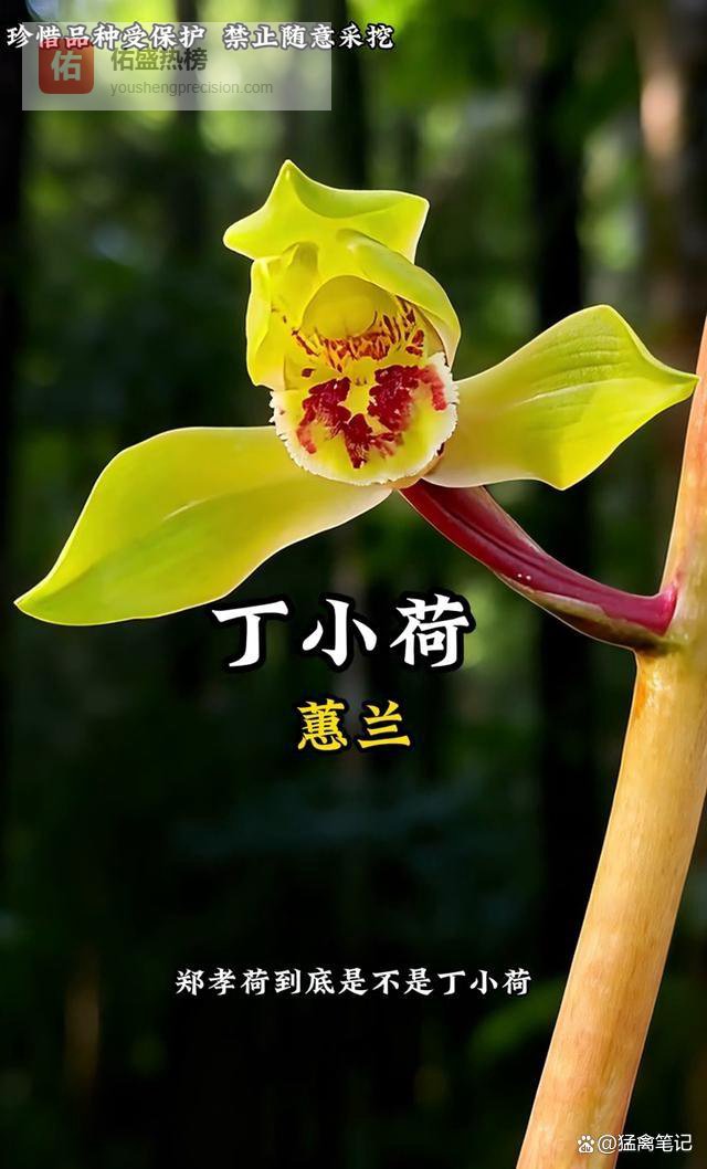 丁小荷与郑孝荷，百年纠缠终解密