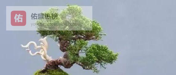 盆景树干美学全解：从根盘到神付顶的匠心