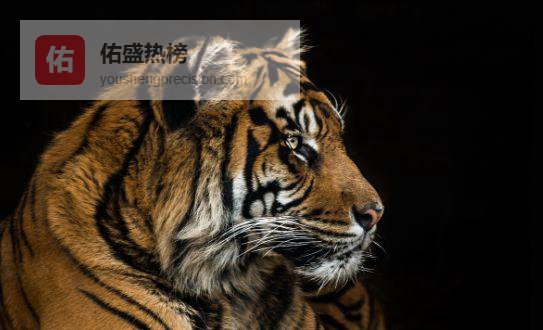 属虎人，2026年上半年会有一个“转折点”，看看怎么回事？