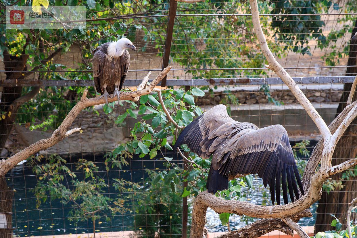 当动物园变成“猛兽直播间”：私营动物园安全漏洞背后的娱乐化陷阱