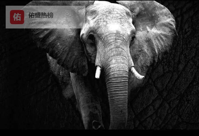 象牙与犀角：当欲望成为屠刀