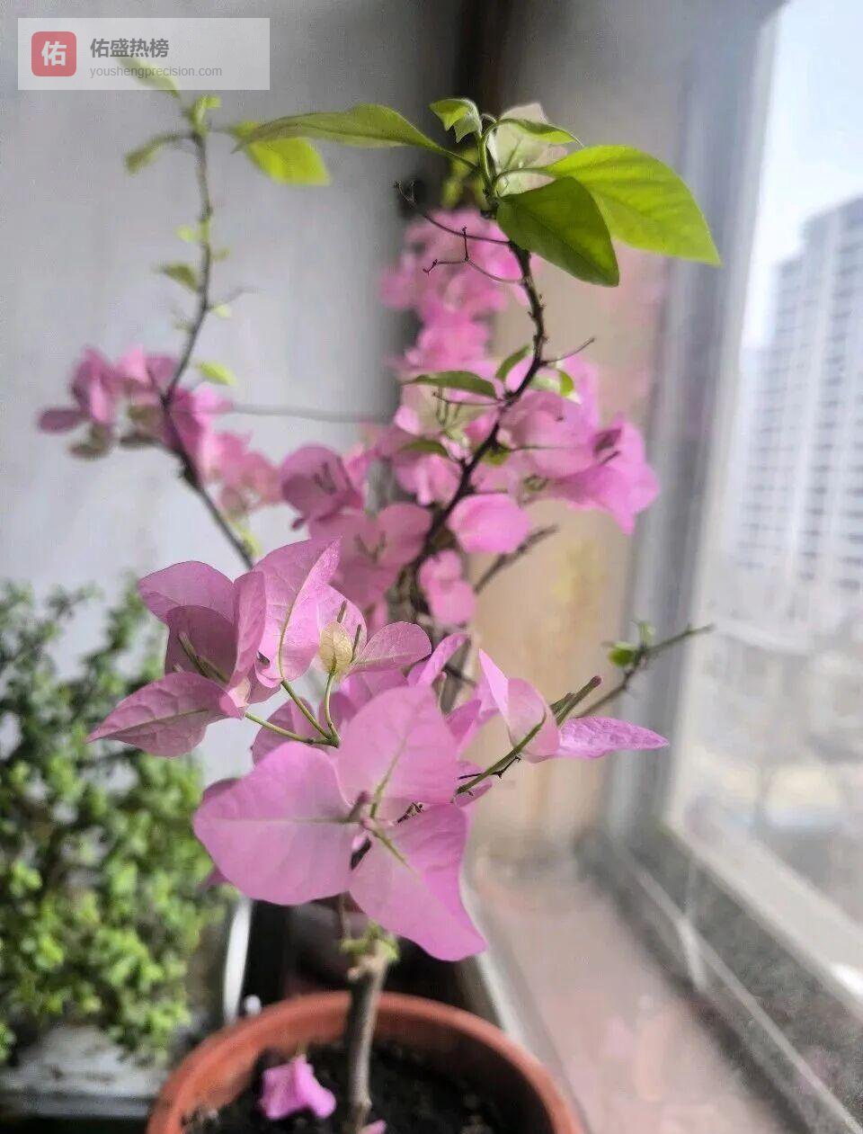 三角梅爆花全流程：光照·控水·修剪一次讲透