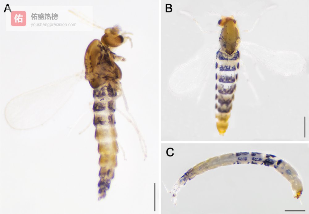 西藏墨脱发现水生昆虫新物种