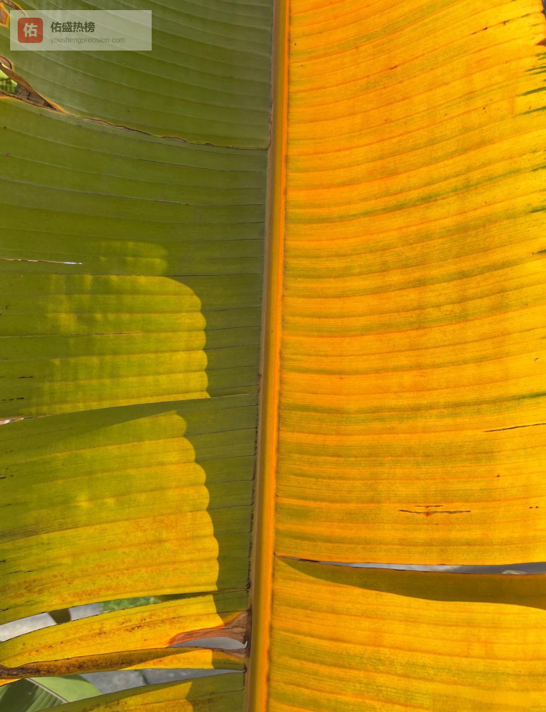 绝顶聪明与笨功夫：一条河的两岸