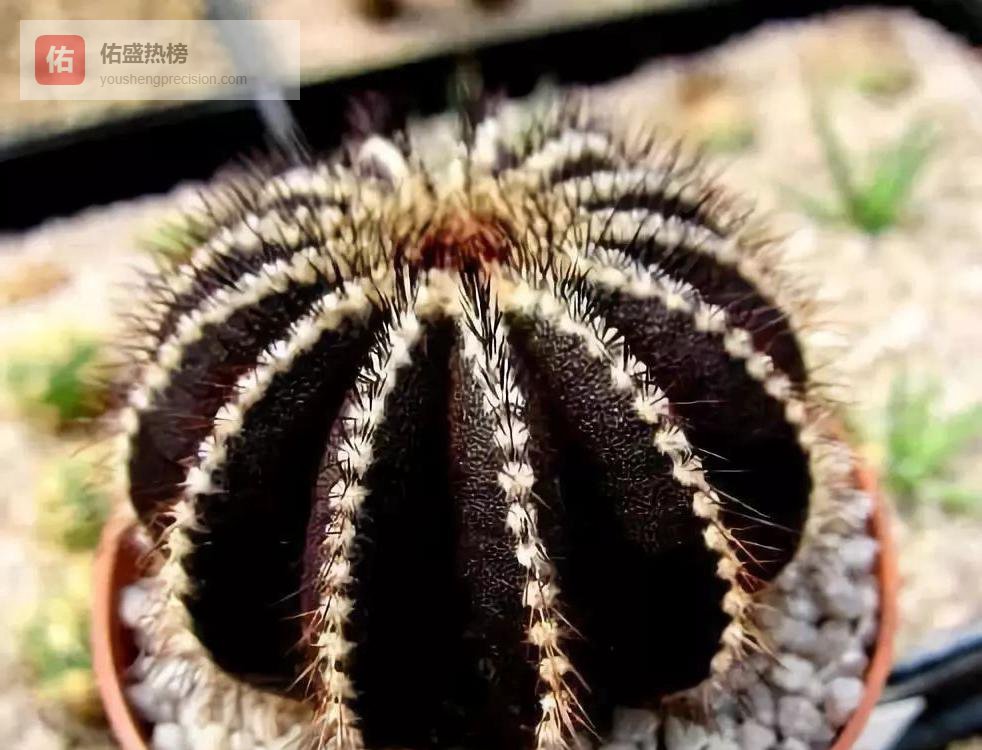 仙人掌开花：刺与花的华丽逆袭