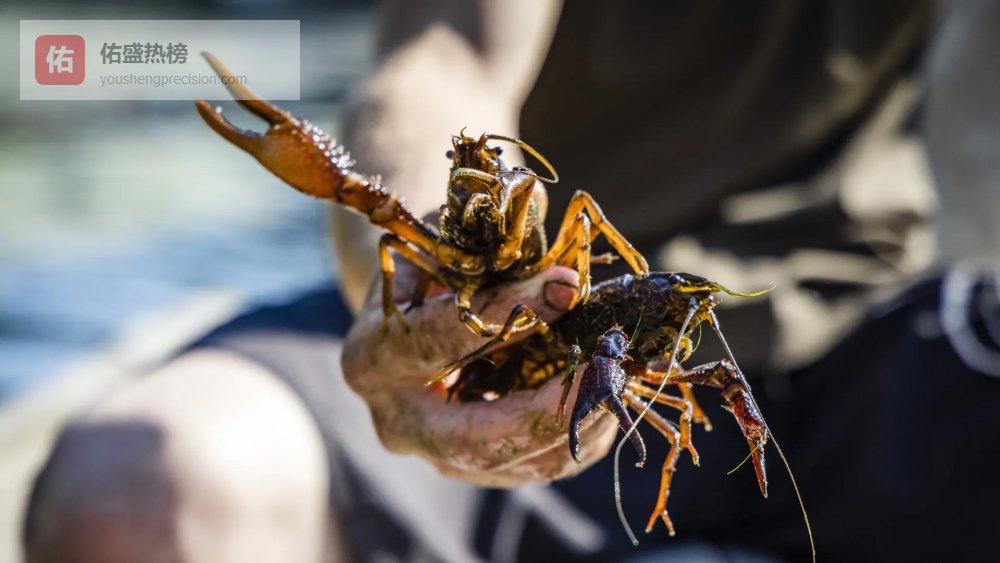 荷兰社情荷兰为对付小龙虾扯皮；鹿特丹繁华街道运钞车遭劫；强奸疑犯五年后被捕