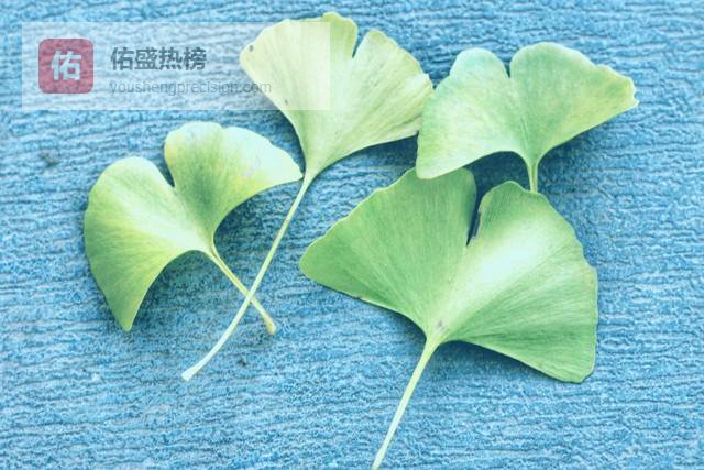 银杏叶泡水真有用？我喝了1个月，总结这3个实在好处