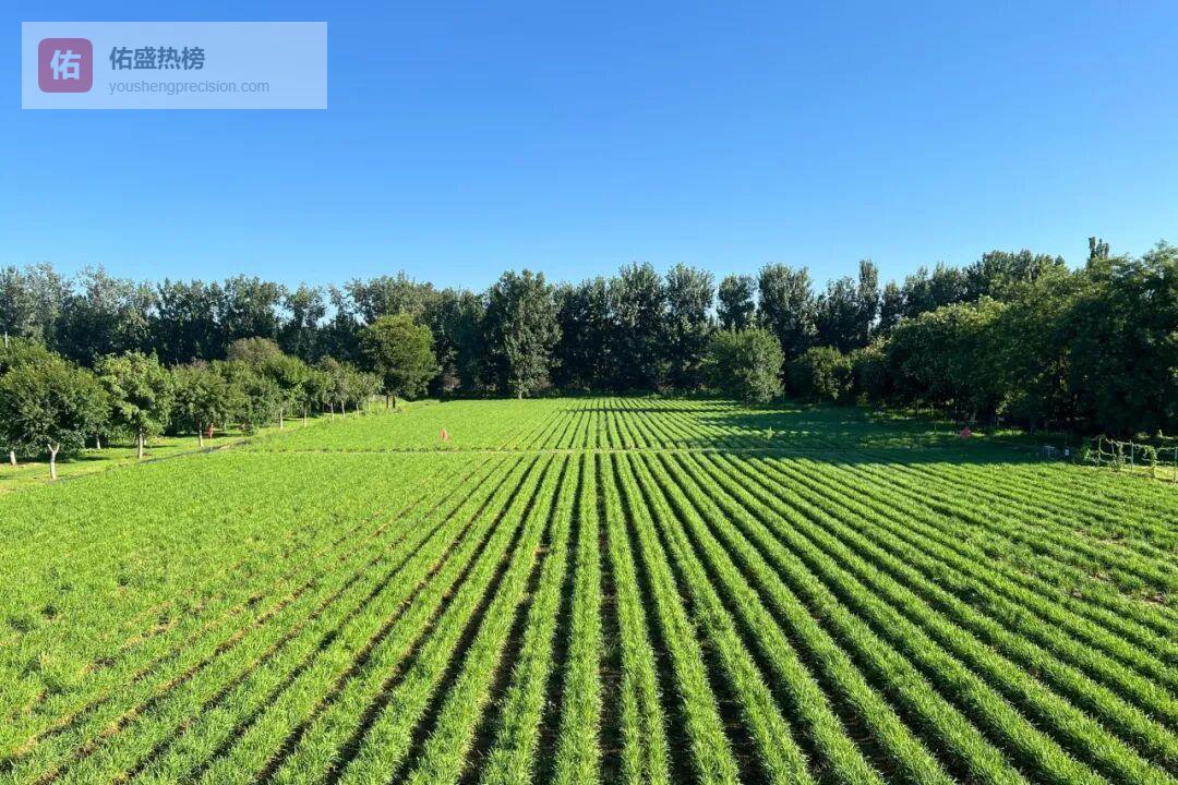 顺义头茬韭菜丰收！专家现场解锁有机种植“密码”→