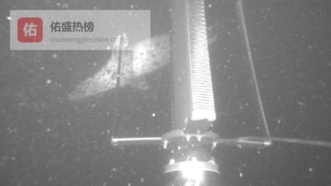 深入分析1,044次海洋动物观察，揭示潮汐涡轮碰撞风险