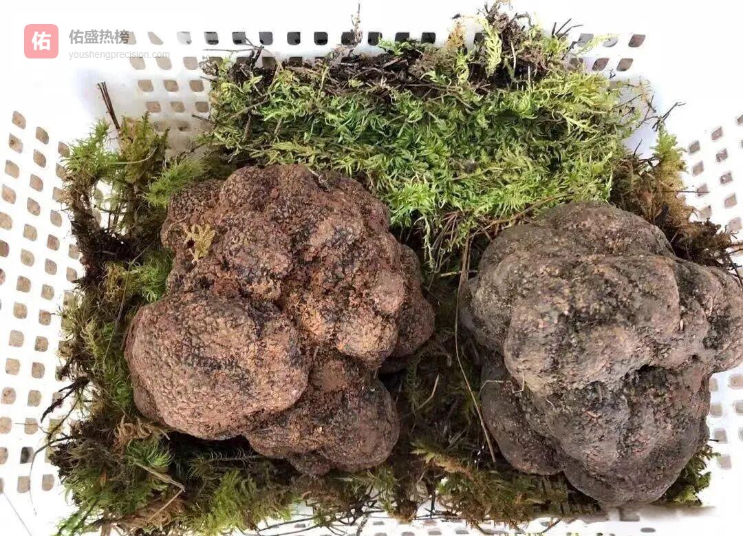 黑松露：从阿尔卑斯到攀西的百年寻味记