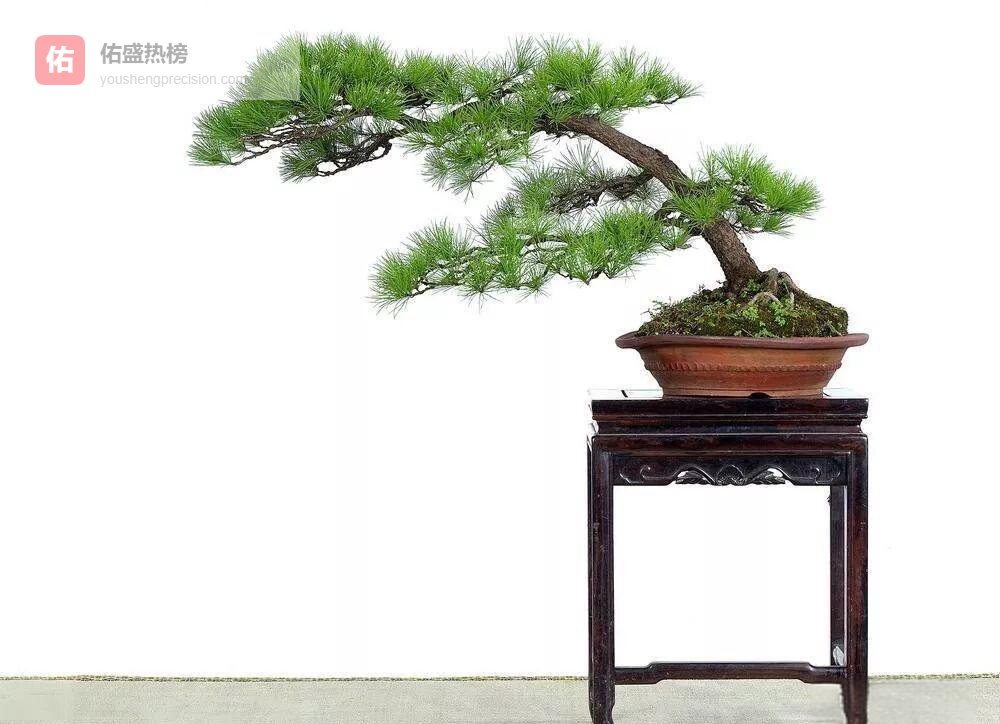 五针松嫁接速成手册：从选砧到促冠一步到位