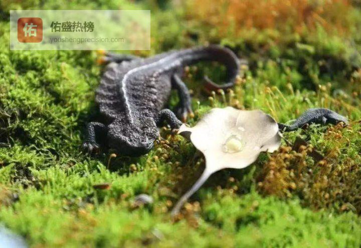 全省率先！浙江首批珍稀动物司法守护人“上岗”