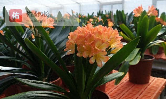 老人言：这3种花，专挑“有福之家”扎根！养好了，说明你家风水正、福气旺