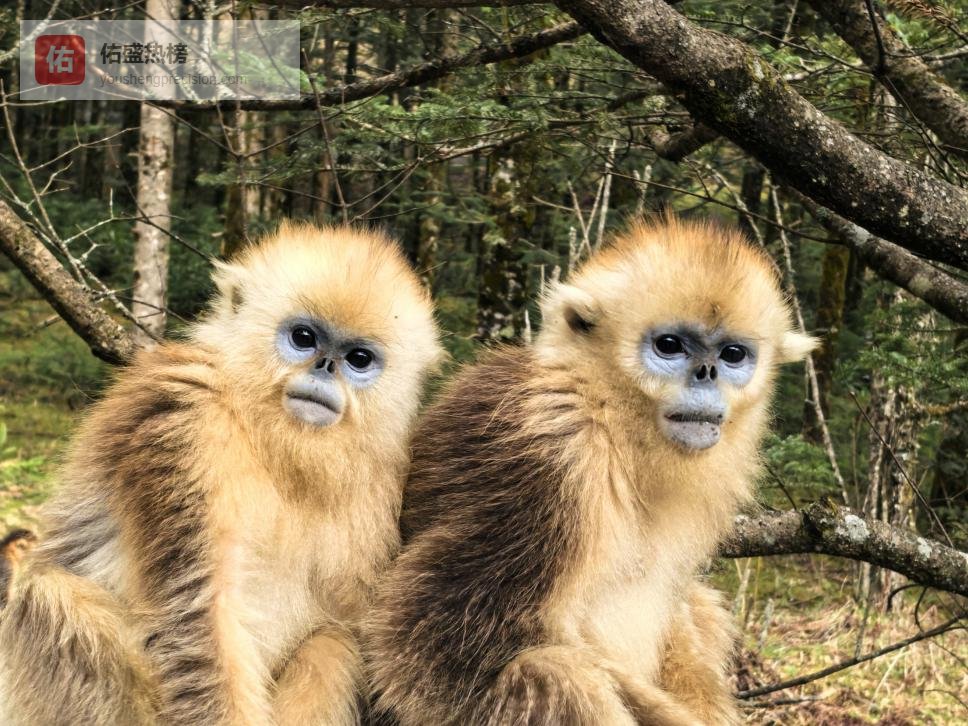 秘境直击：新华网记者邂逅神农架野生金丝猴