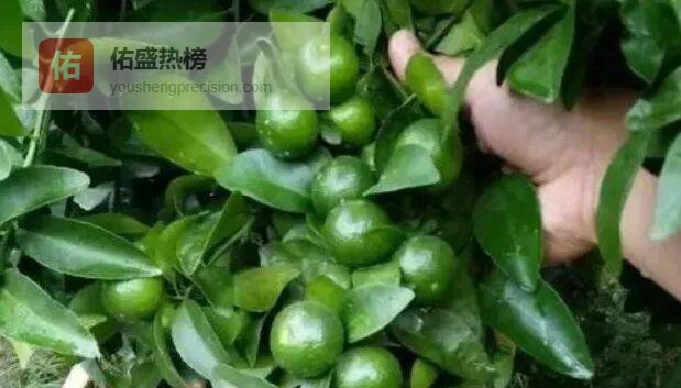 钙硼补到位，果实产量品质双提升