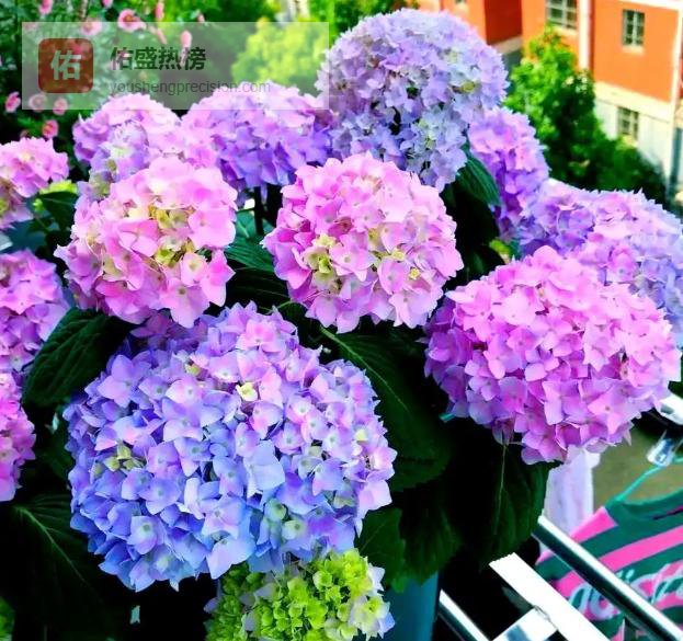 绣球花买回就黄叶萎蔫？四招拯救让你叶绿花繁