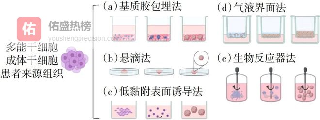 造物新时代：“器官”正在被打印出来！