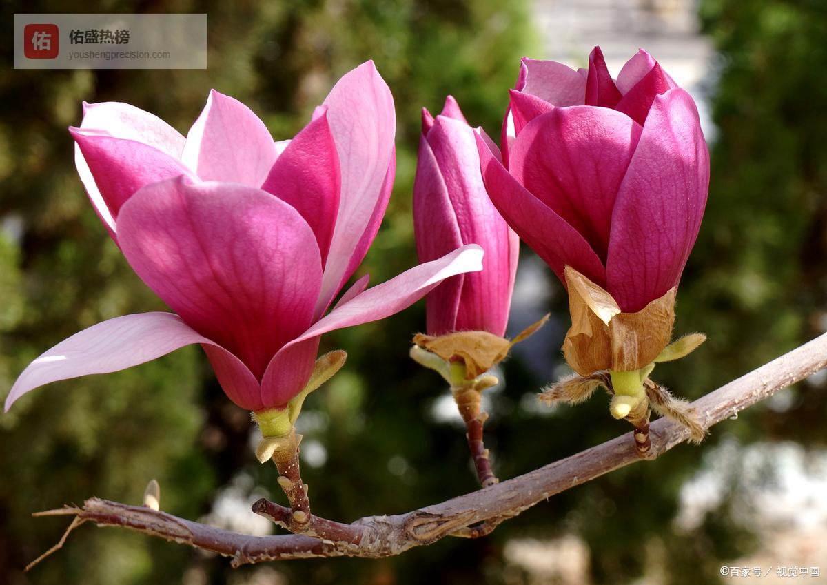 为什么你总是爱上不该爱的人？3种“情感投射”揭秘：第三种让你输得最惨