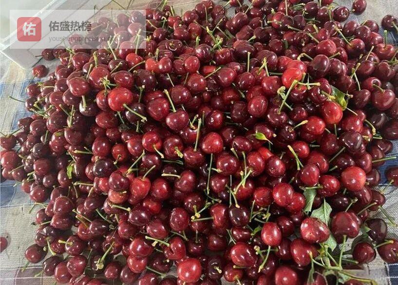 十月开花、春节熟！含香大棚樱桃的“逆时”秘诀