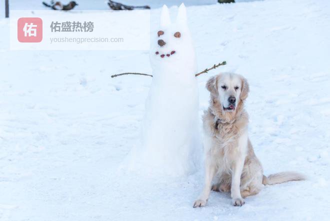 金毛珍珠与雪人初相遇，萌态百出真可爱！