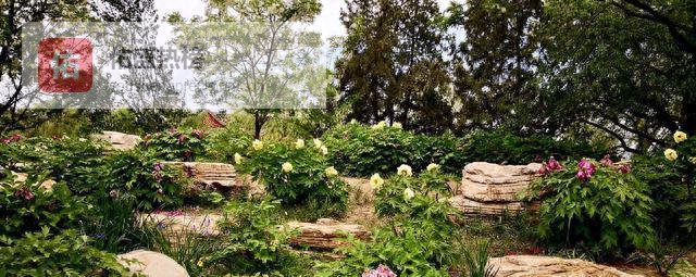 天津水上公园牡丹全攻略：8000㎡花海这样玩