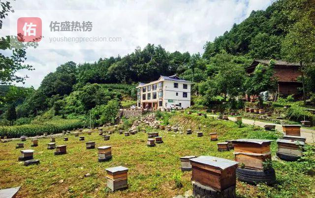 从几箱土蜂到千万产值：陈兴清的“甜蜜逆袭”