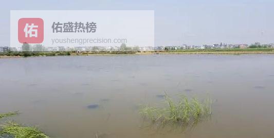 芽孢杆菌：水产“生物卫士”全流程使用指南