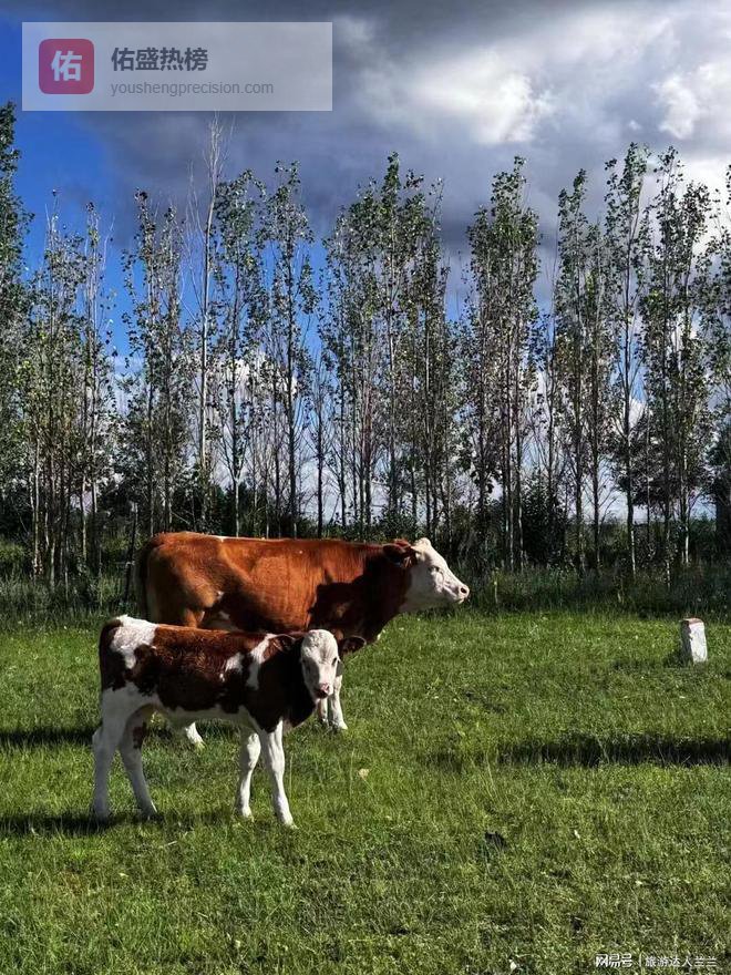 西蒙旅游报团5日游价格,5天4晚一共需要准备多少钱