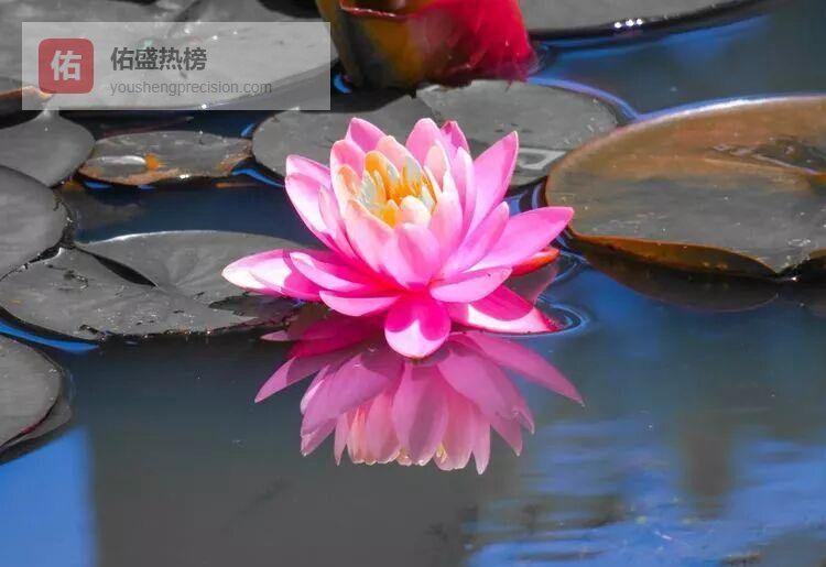 十二生肖女：福气与财富的通关密码