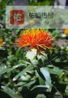 科普｜藏红花真的不是红花，一字差千金!