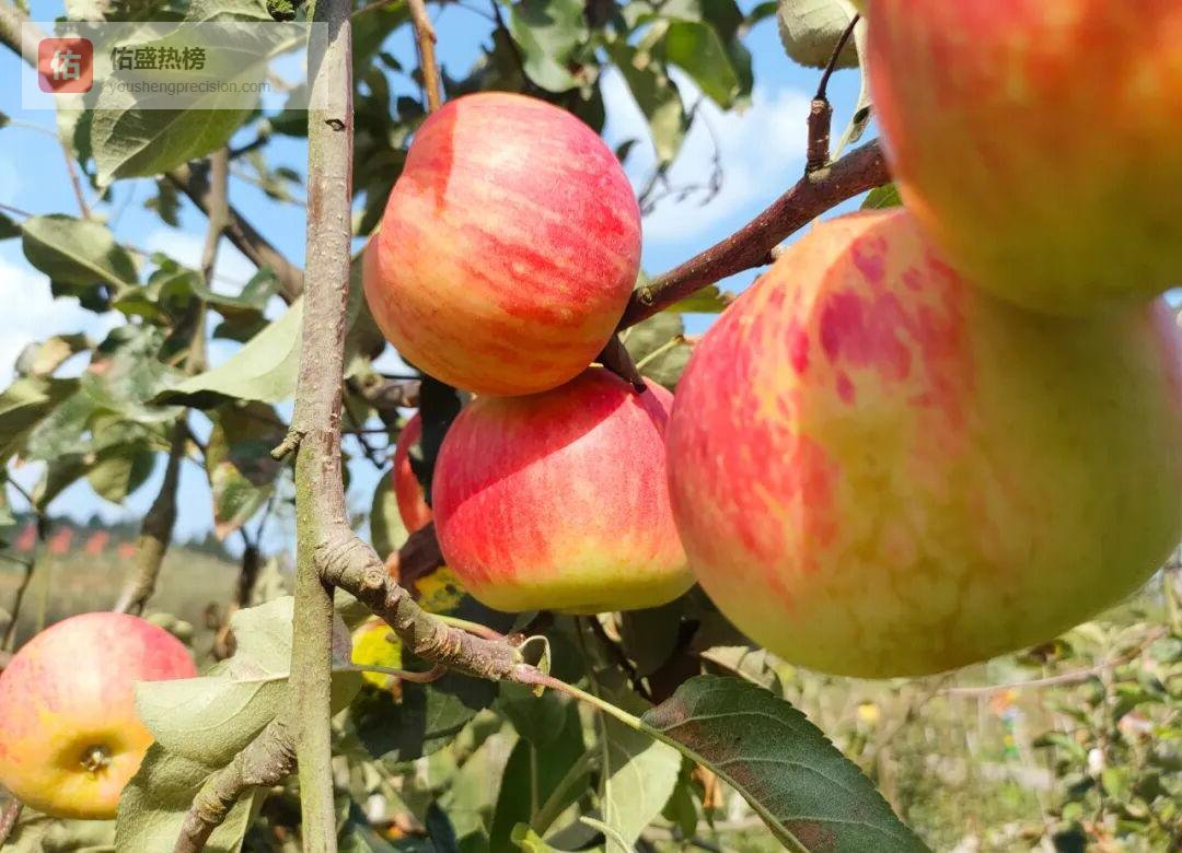 官仓镇苹果熟了，脆甜爆汁等你来“苹”水相逢