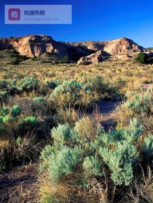 艾草寻水与艾灸排湿：一草两用的古老智慧