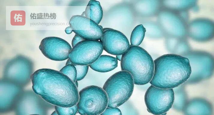 酵母：重塑水产饲料的核心力量