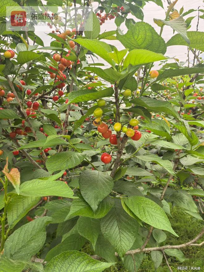 CPO领域10家公司最新进展