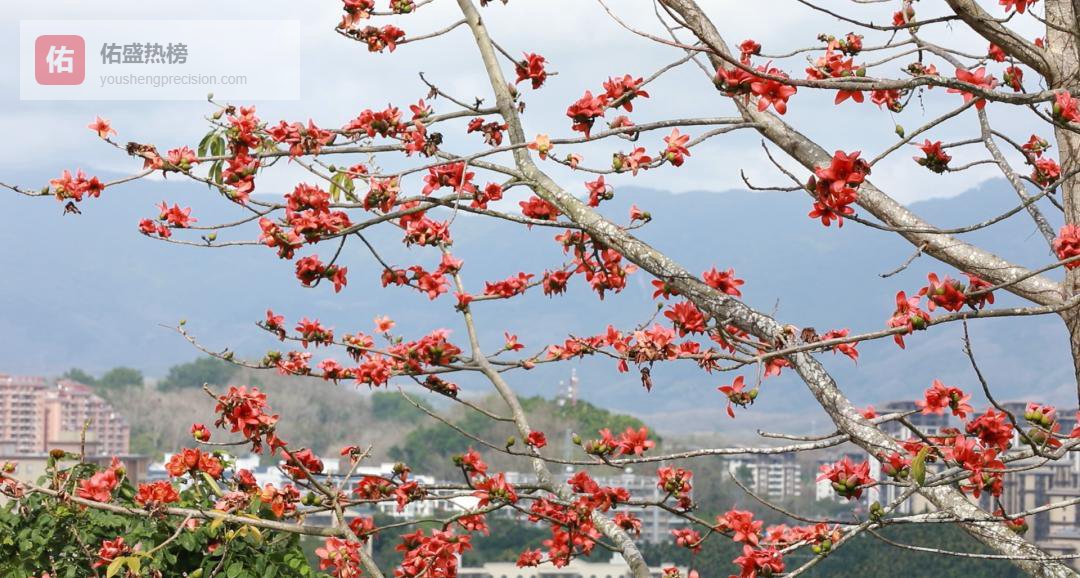 海南红棉燃春：一场从南到北的视觉迁徙