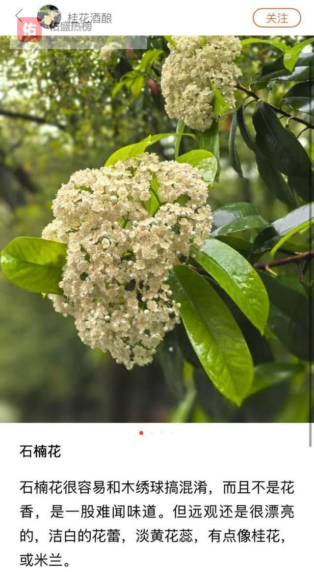 左右为“楠”的季节又到了：外表小清新，为啥闻起来臭臭的？