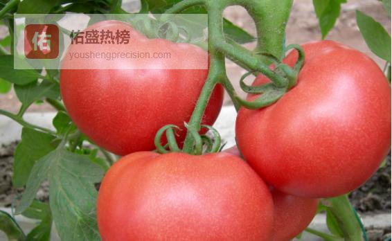 西红柿转色期管理全攻略：温度、湿度、施肥一步到位