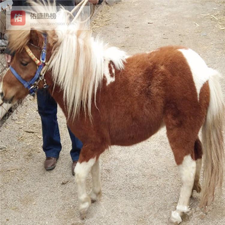 迷你骑乘马适合哪些场景？从性格到饲养全解析