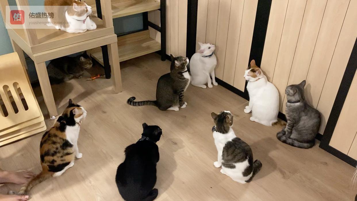 猫蛇生死斗：猫的爪子为啥能快过蛇的毒牙？有啥科学解释？