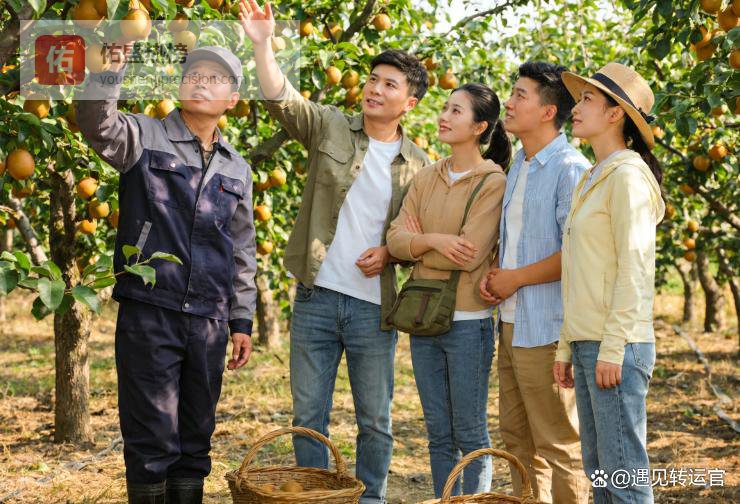 宁可烂在地里，也不让城里人免费摘？农科生算清这笔鲜为人知的隐形账