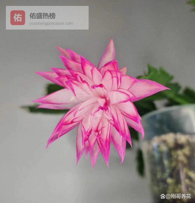 蟹爪兰叶子薄怎么办？老花匠教你养