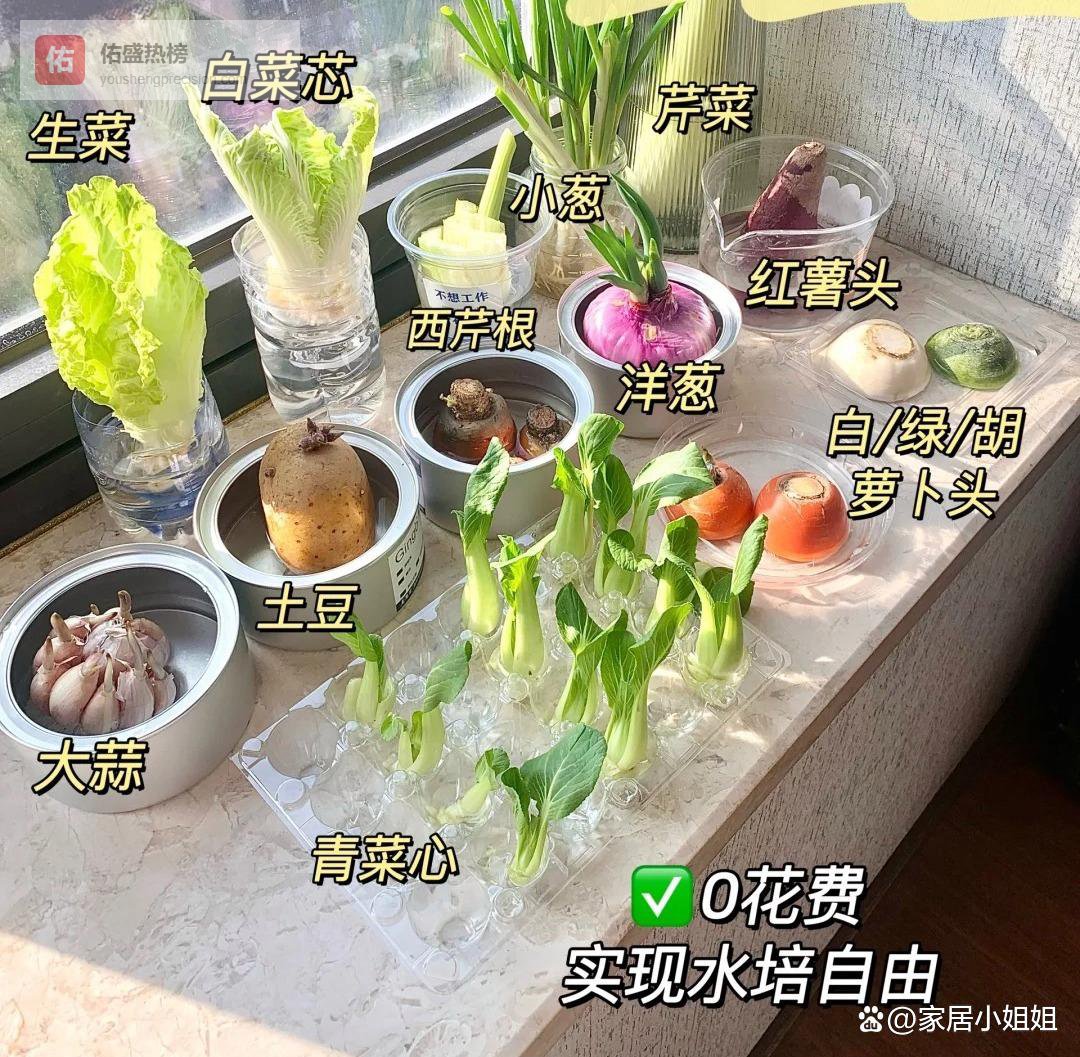被这届年轻人的“穷养生活”惊到了，拿废品种菜居然实现蔬菜自由，太离谱了