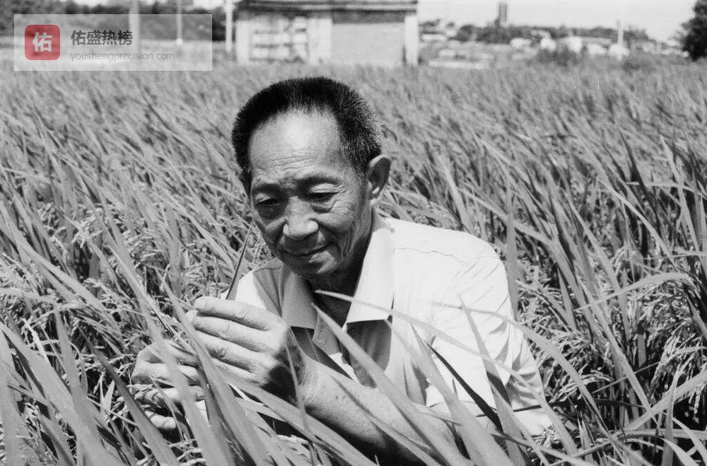 三束水稻与一场无声雨哭：长沙市民送别袁隆平