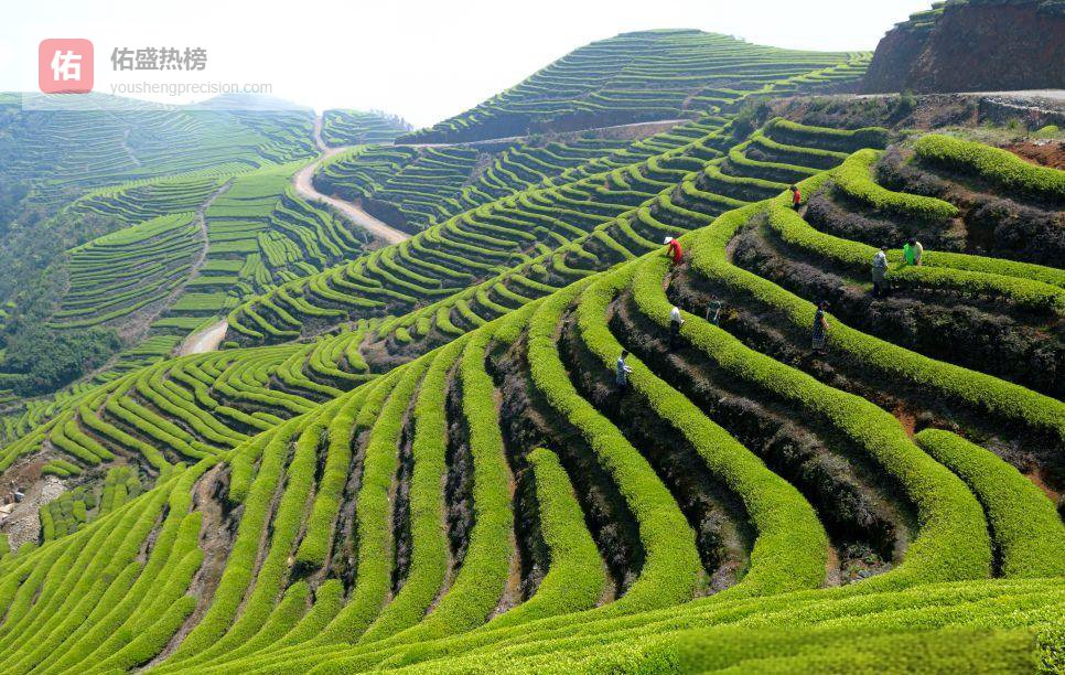 春日云上茶乡：长龙茶山慢游记