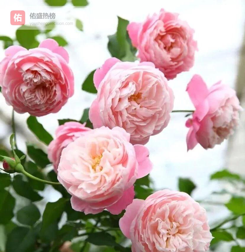 春日月季爆花八步法：防倒春寒到病虫预防