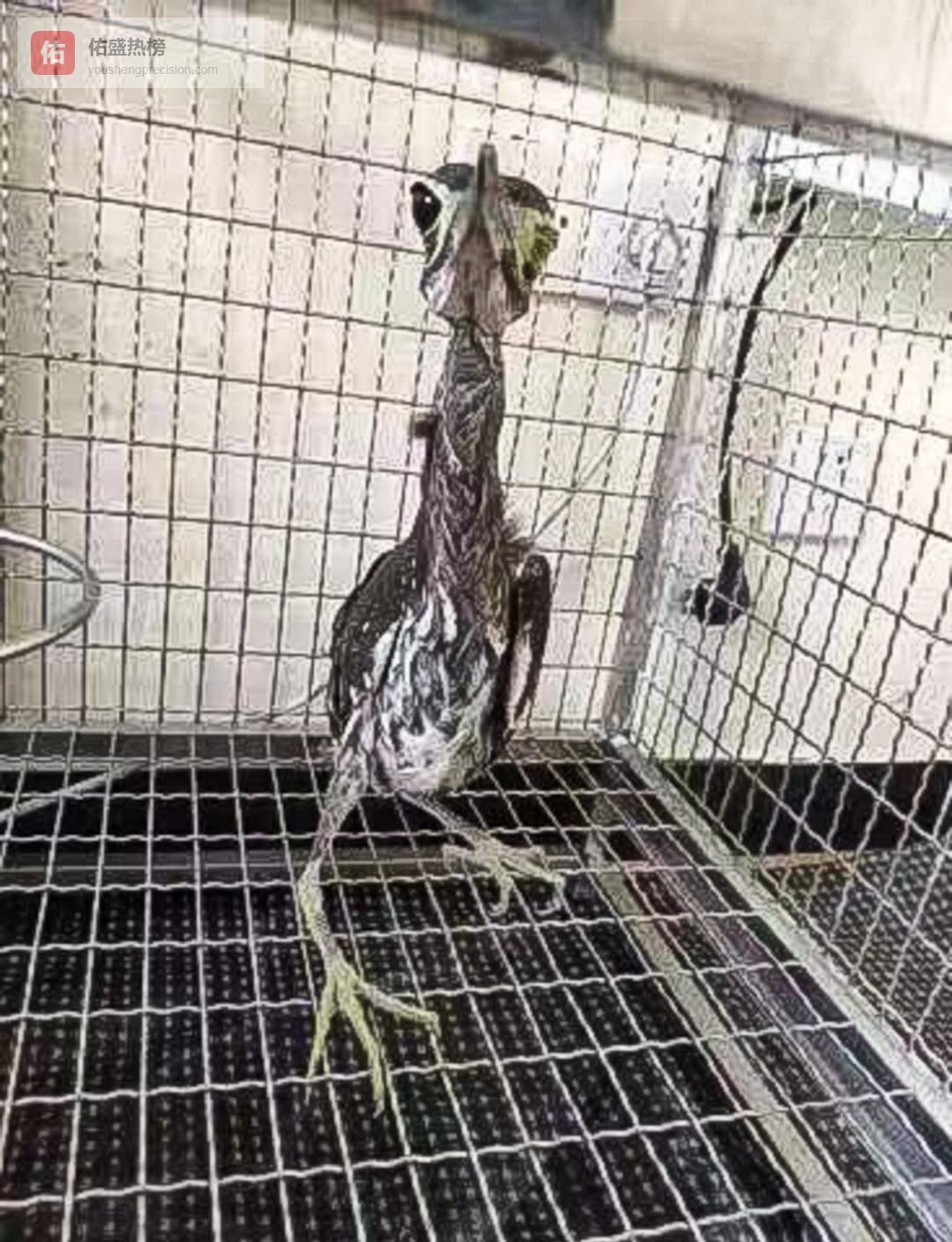 海南鳽重返山林：从救助到放归的全过程记录