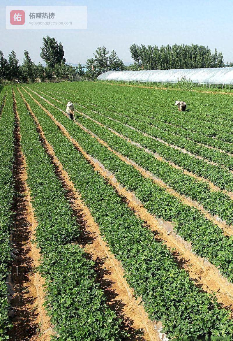 春花生“三次中耕”时间表：高产从地头开始