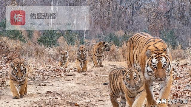东北虎一母五仔入镜，专家:未来称霸东北山林必是它们