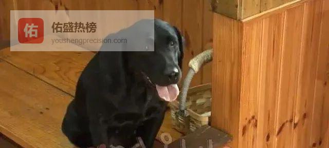 3岁拉布拉多当起“迎宾犬”，靠打工赚狗粮走红