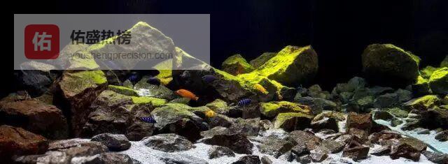 把世界淡水生态搬进鱼缸：9大流域灵感全纪录